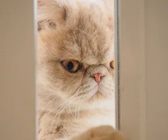 Want to learn how to talk cat?