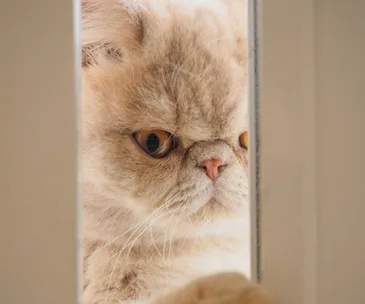 Want to learn how to talk cat?