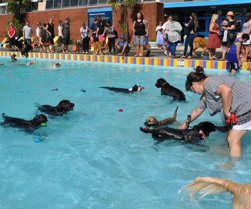 This Auckland dog pool party is just paw-fect