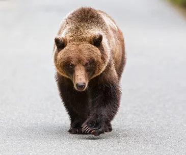 A bear walks into a guy’s backyard, drinks a margarita and takes a dip in his jacuzzi – and we’re fur real!