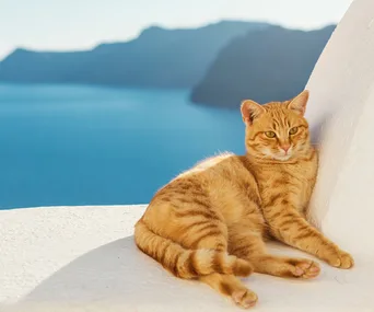 Dust off your CV! A cat sanctuary on an idyllic Greek Island is looking for a caretaker