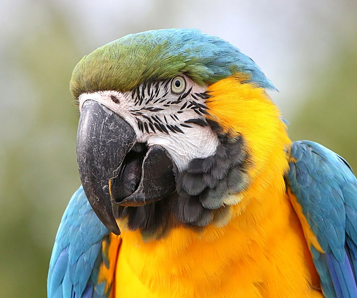 A sweary parrot that was stuck on a roof for three days tells her rescuers to eff off!