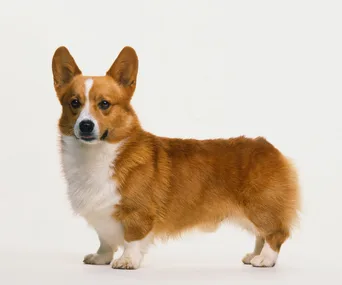 Why The Queen banned her beloved corgis from the bedroom