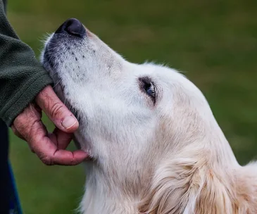 Who knew! Dogs get forgetful in their old age too