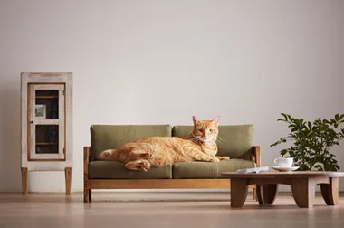 Are pets taking over the world? The extremes pet owners go to for the love of their furry friends