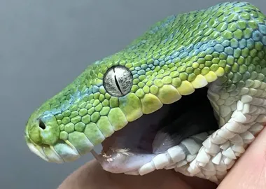 The story of the unfortunate snake called Toothless who had to get braces after a mealtime mishap
