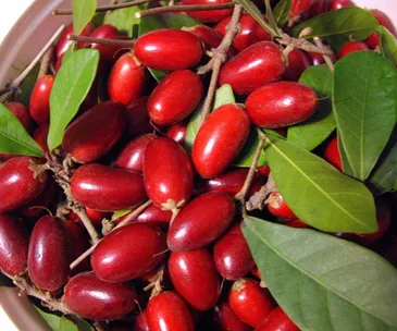 This low-calorie miracle berry may be the key to quitting sugar and losing weight
