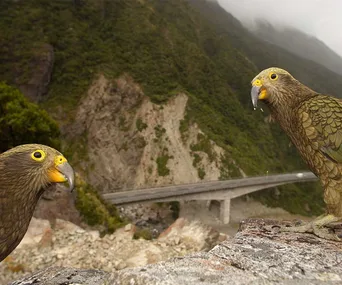 Bird of the Year is back: feathers are set to fly