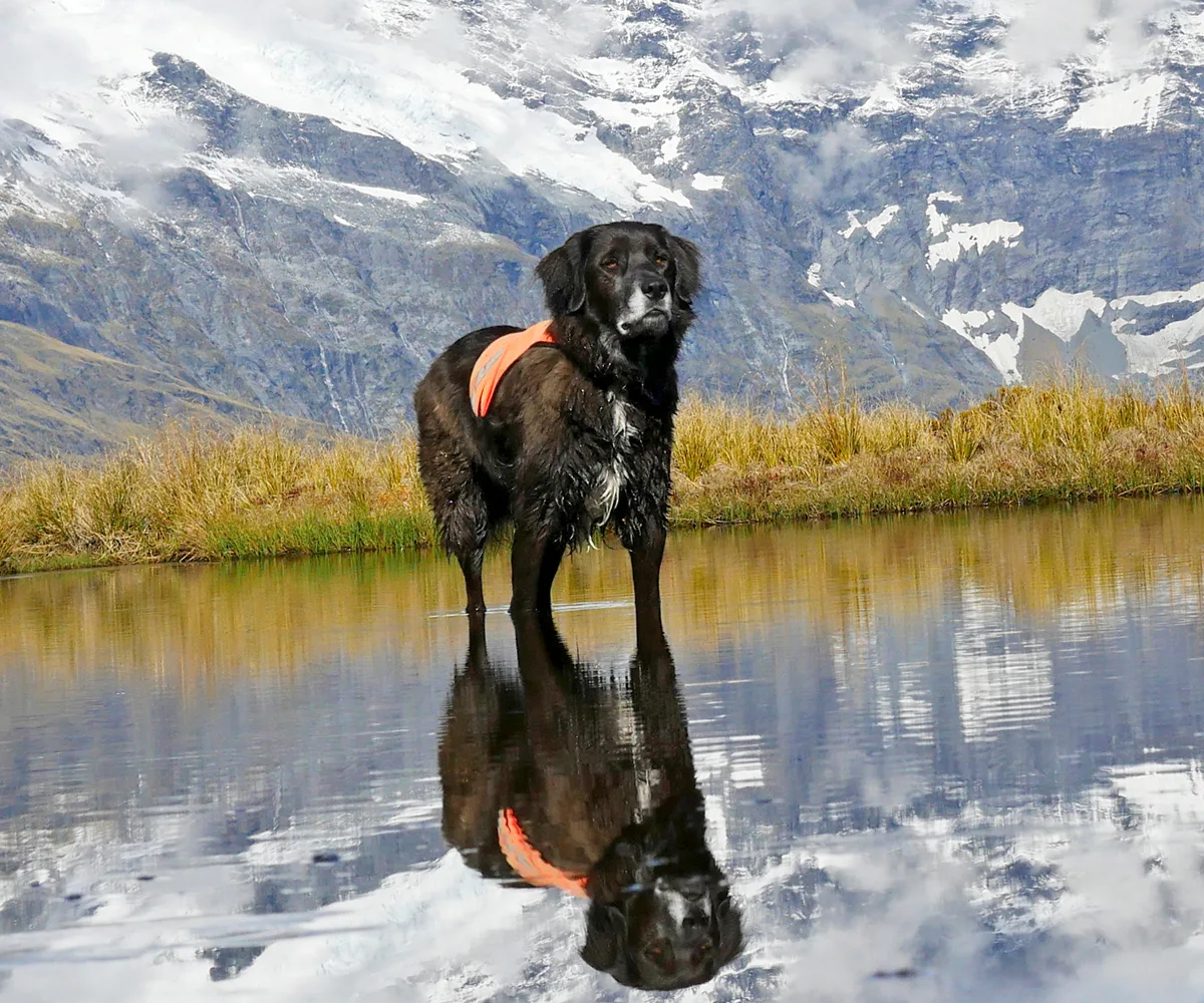 He’s a canine superhero: meet New Zealand’s only kea rescue dog, Ajax