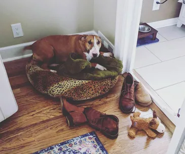 This sweet dog’s habit of collecting her owner’s shoes will melt your heart