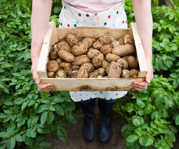 The truth about whether nightshade vegetables are actually good for you