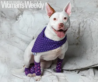 Tinkerbelle the wobble dog