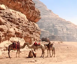 Camels in Jordan