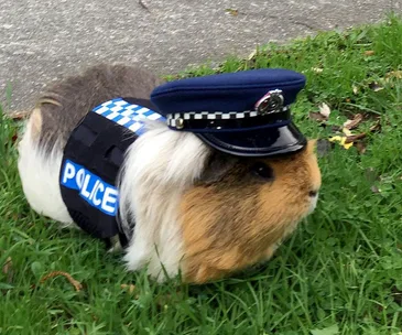 NZ police have posted a touching tribute to Constable Elliott: the world’s first police guinea pig