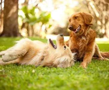 How to make sure your dog is getting the nutrition he or she needs