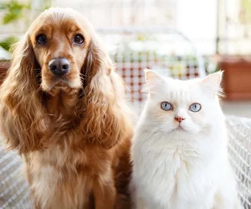 The online pet product delivery service that just made your life easier