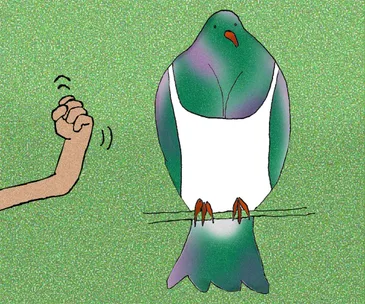 Whether you’re Team Kākāpō, Kōkako or Tui, Bird of the Year says a lot about Kiwis