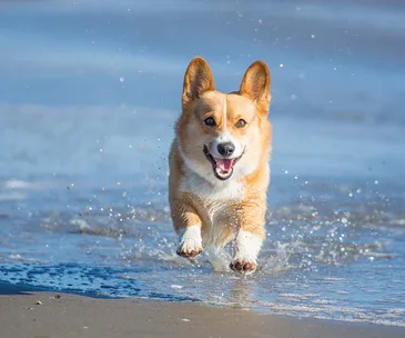 It’s getting hot in here: Expert advice on caring for your pet over summer