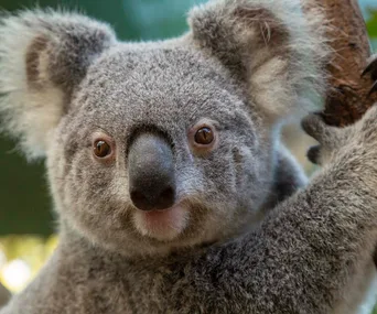 WIRES, the organisation saving wildlife as Australian bush fires rage