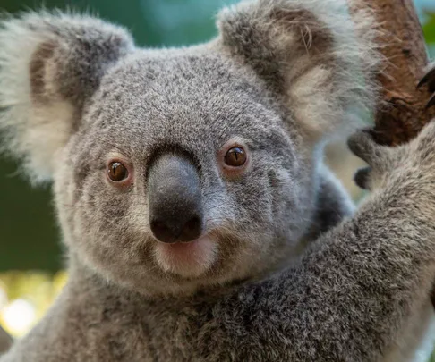 WIRES, the organisation saving wildlife as Australian bush fires rage