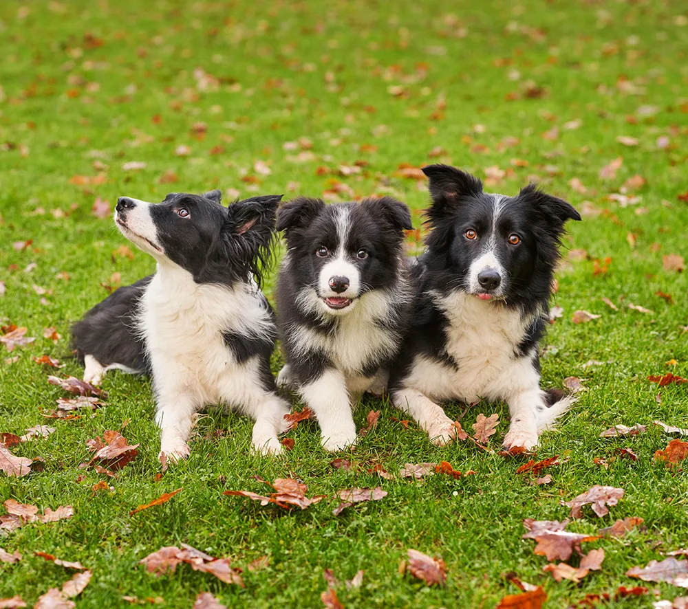 Three Border Collies lying on grass with autumn leaves scattered around.