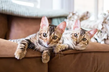 Five top tips for contented cats