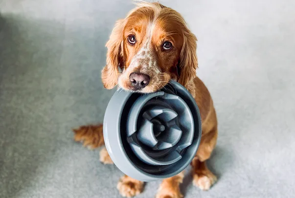 Brown dog holding a gray pet dish in its mouth, looking up with a carpeted floor background.