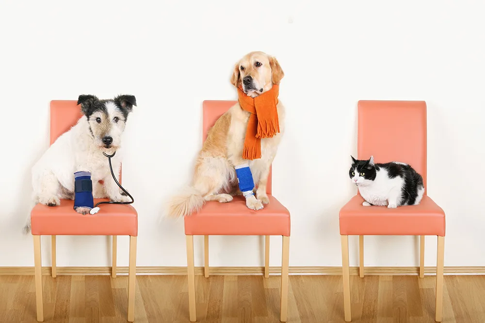 Three pets sitting on chairs: a dog with a stethoscope, a dog with a bandage and scarf, and a black and white cat.