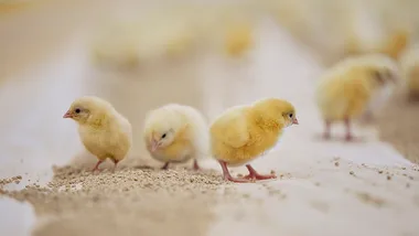 Yellow chicks standing on a sandy ground indoors, with a blurred background.