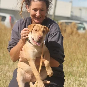 5 dogs who need a forever home