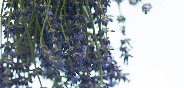 Lavender