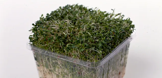 Sprouts