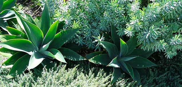 How to transform your garden