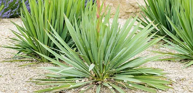yuccas plants
