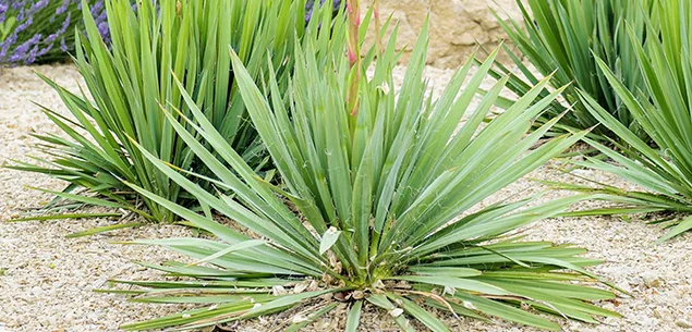 yuccas plants