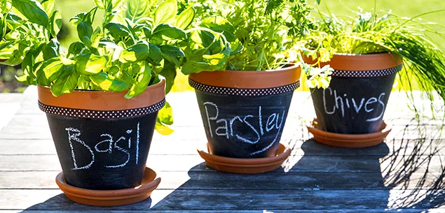 Herb-pots