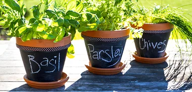 Herb-pots