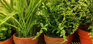 Hide garden sins