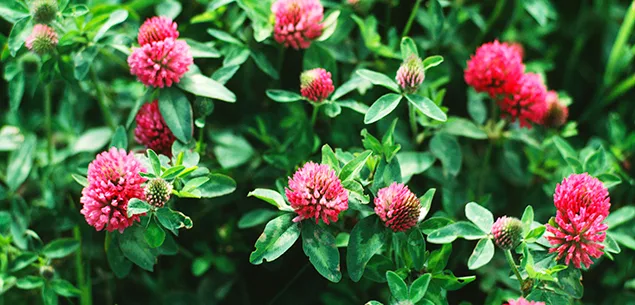 How to produce a bumper crop