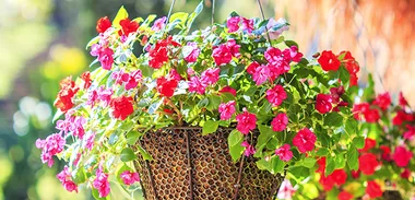 Pot Plants