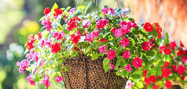 Pot Plants