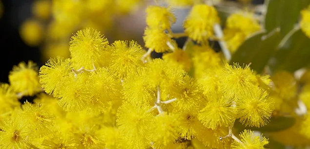 10 facts about hay fever