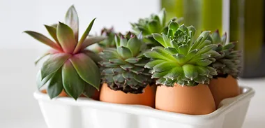 Make your own egg plant pots final