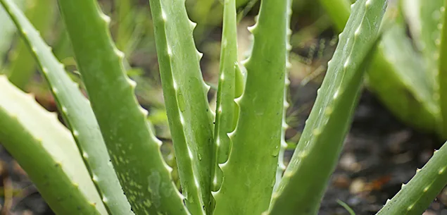 Soothe-sunburn-with-aloe-vera