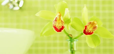 Green: the essential colour in any house