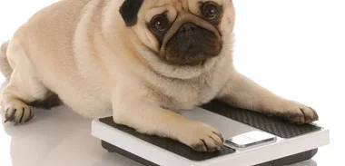 Jogging for dogs: how Fido’s fighting the flab