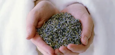 Sage advice: the healing power of herbs