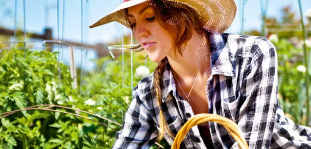 ideas and tips on how to grow mint in your garden