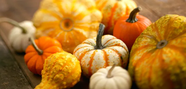gardening, gardening tips, garden, gourds