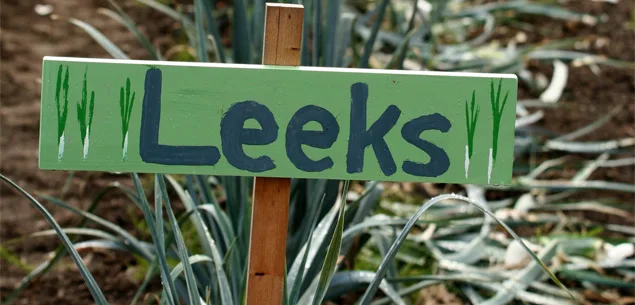 How to grow leeks - Leeks